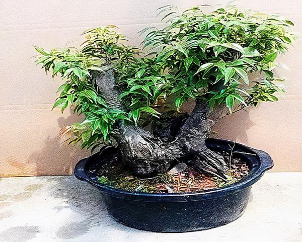 乌饭树盆景怎么栽培