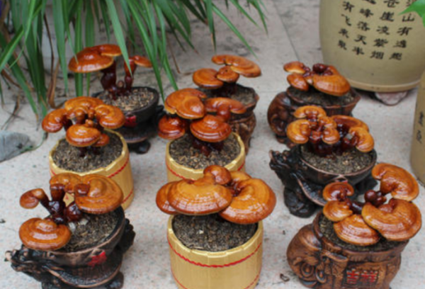 灵芝盆景好养吗怎么养