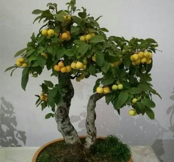 冬红果盆景怎样修剪
