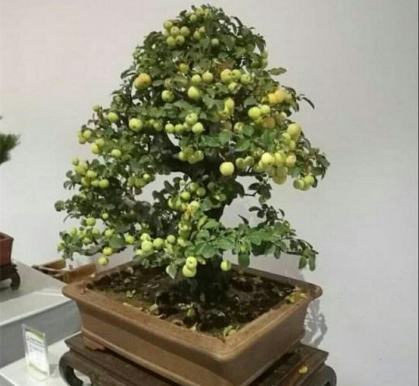 冬红果盆景怎样修剪