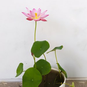 微型碗莲哪个品种最好 家养微型碗莲的种类介绍