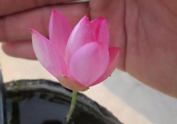 微型碗莲哪个品种最好