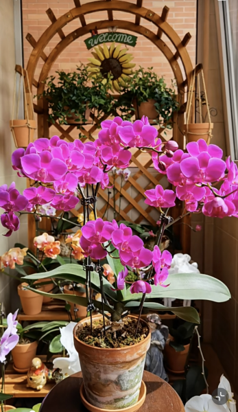 什么品种的蝴蝶兰开花勤