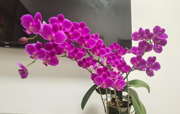 什么品种的蝴蝶兰开花勤