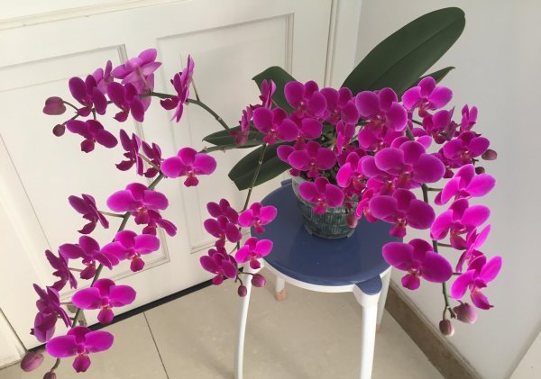 什么品种的蝴蝶兰开花勤