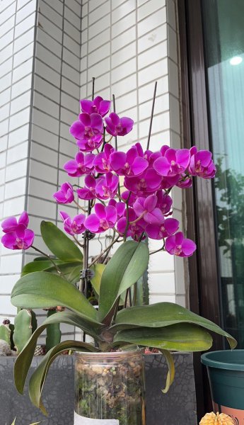 什么品种的蝴蝶兰开花勤