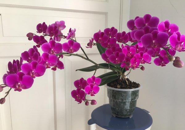 什么品种的蝴蝶兰开花勤