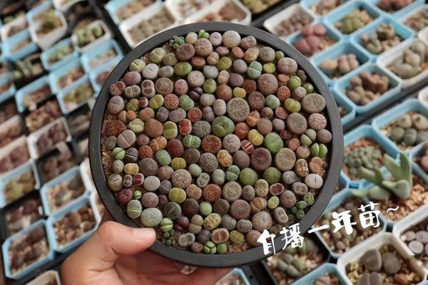 多肉植物那个品种贵