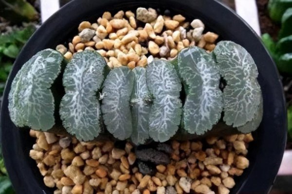 多肉植物那个品种贵