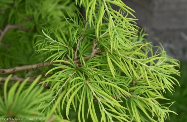金钱松盆景的花语是什么