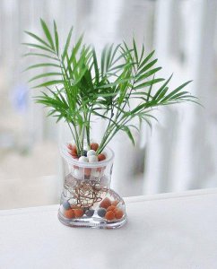 袖珍椰子水培方法及图片 栽培袖珍椰子的窍门