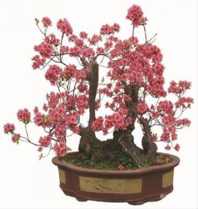 梅花盆景如何栽培 梅花盆景的养护与管理