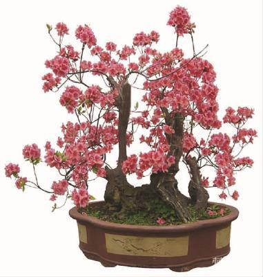 梅花盆景如何栽培