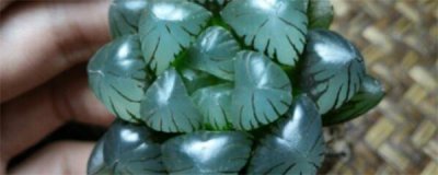 玉露夏天多久浇一次水 有关玉露夏季养护要点