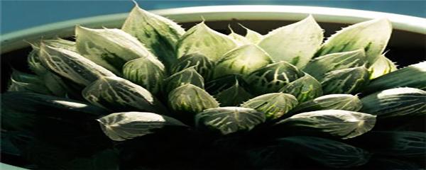 玉露夏天多久浇一次水