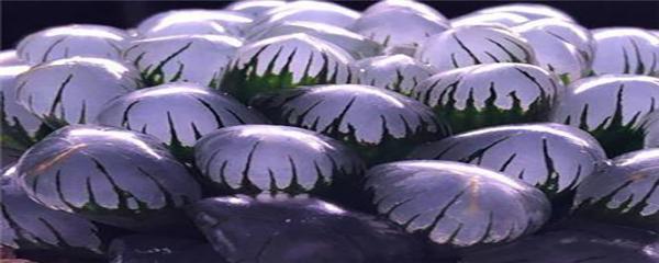 玉露夏天多久浇一次水