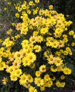 菊花都有哪些品种 菊花品种大全图解