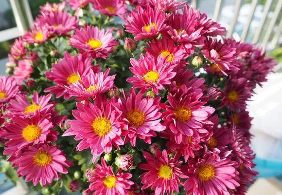 菊花都有哪些品种