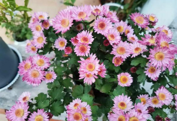 菊花都有哪些品种