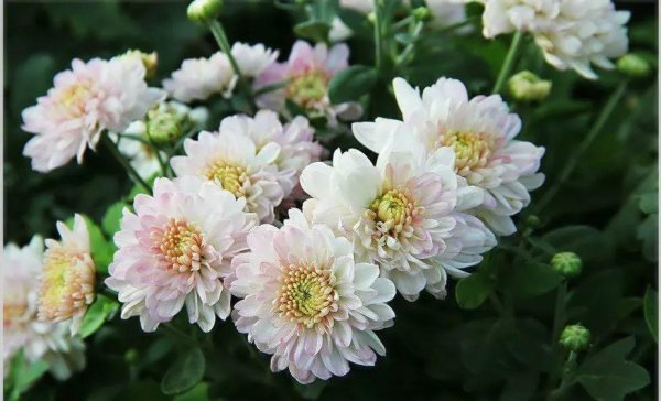 菊花都有哪些品种