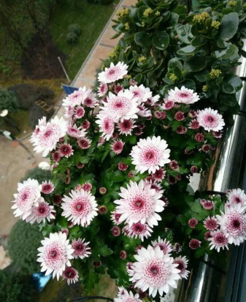 菊花都有哪些品种