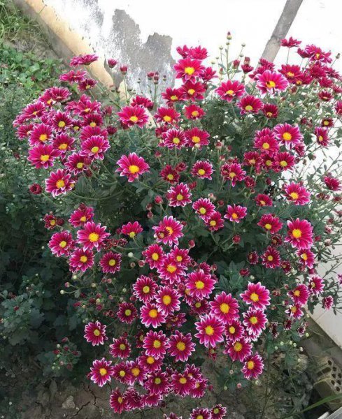 菊花都有哪些品种