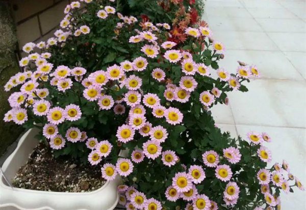 菊花都有哪些品种
