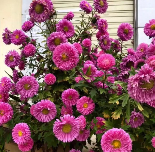 菊花都有哪些品种