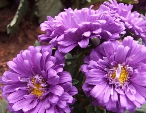 菊花都有哪些品种