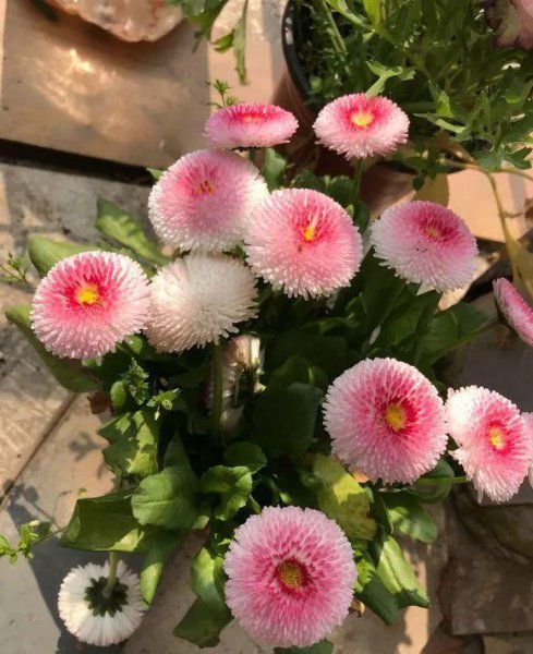 菊花都有哪些品种