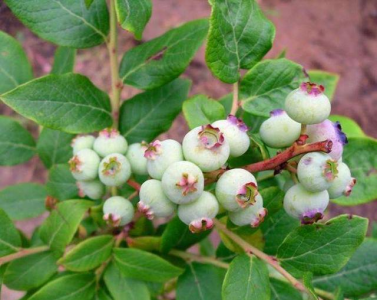 种植蓝莓要什么条件 家庭蓝莓盆栽种植方法