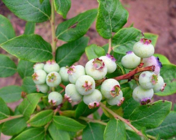 种植蓝莓要什么条件