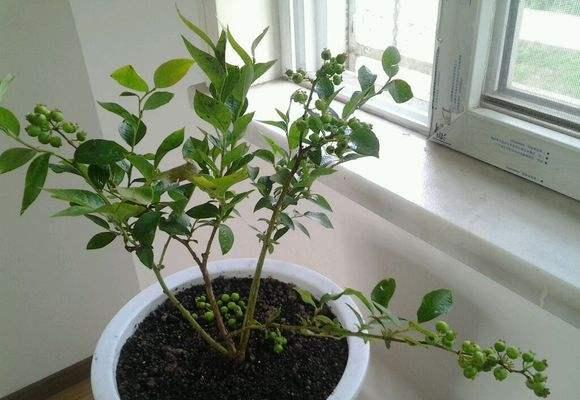 种植蓝莓要什么条件