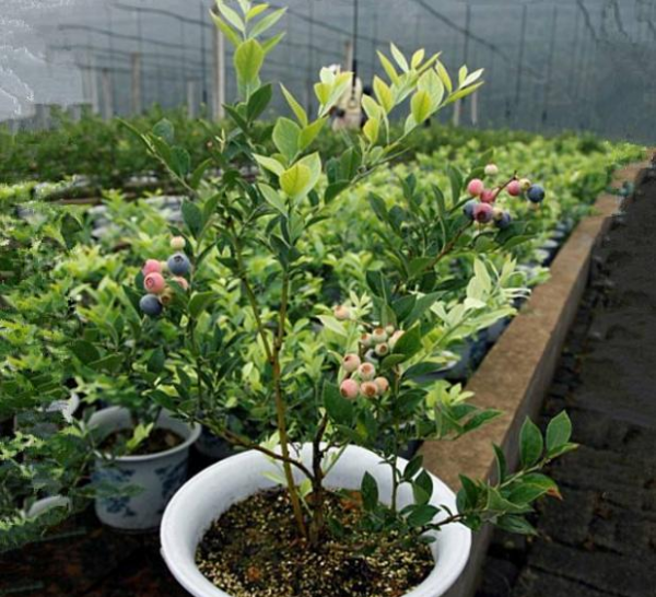种植蓝莓要什么条件
