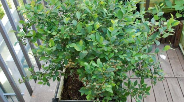种植蓝莓要什么条件