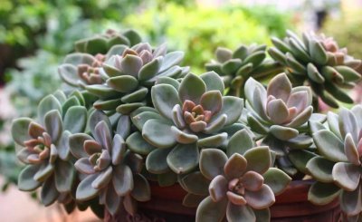 多肉植物包括哪些品种 多肉植物品种大全图解
