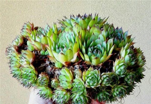 多肉植物包括哪些品种