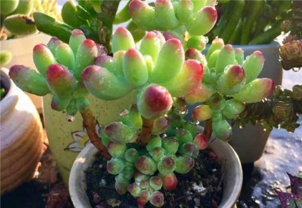 多肉植物包括哪些品种