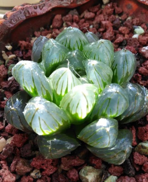 多肉植物包括哪些品种