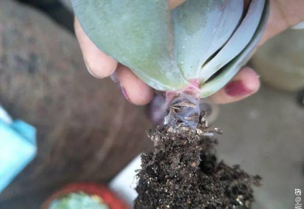 多肉植物包括哪些品种