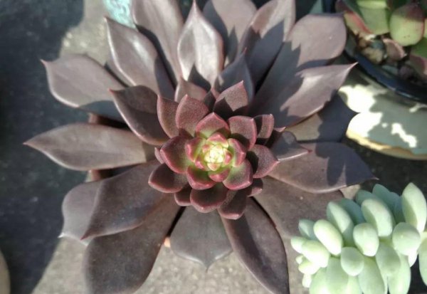 多肉植物包括哪些品种
