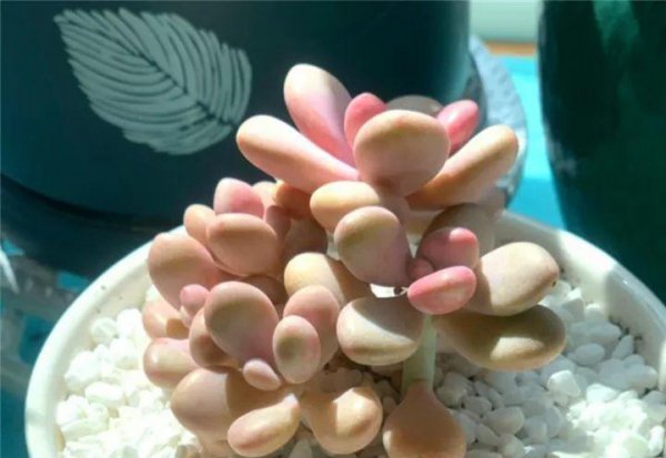 多肉植物包括哪些品种