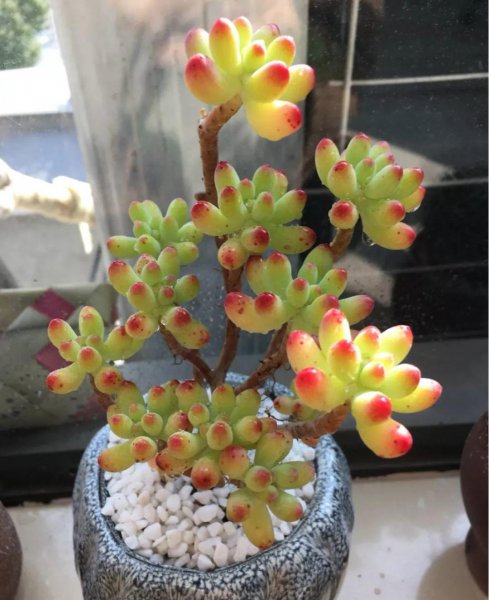 多肉植物包括哪些品种