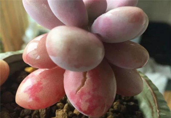 多肉植物包括哪些品种