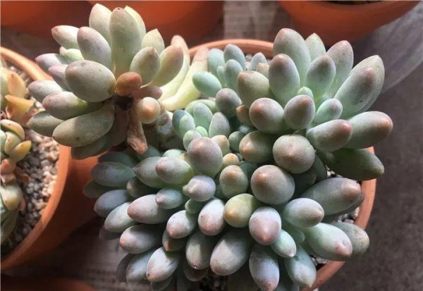 多肉植物包括哪些品种