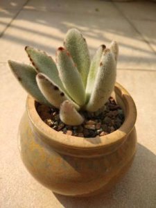 兔耳花如何养护 盆栽兔耳花栽培技术