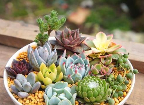 室内多肉植物怎么养