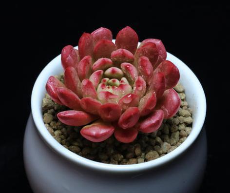 室内多肉植物怎么养