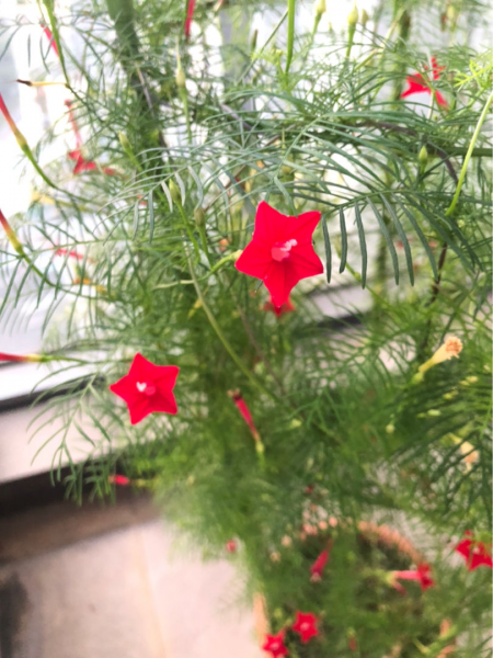 什么花种子生长最快