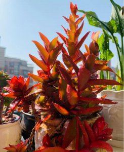 多肉植物的种类图片和花语 最漂亮的多肉植物品种